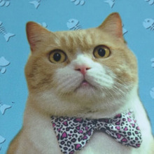 観光客に大人気♥香港の猫店長『クリーム兄貴』が可愛いと話題に!