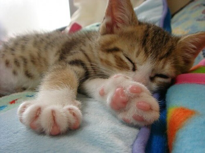 肉球から病気の判断も出来る