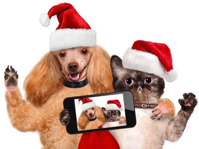 クリスマスにペットへ御馳走やプレゼントを用意70%