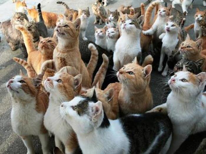 猫がたくさん出て来る夢