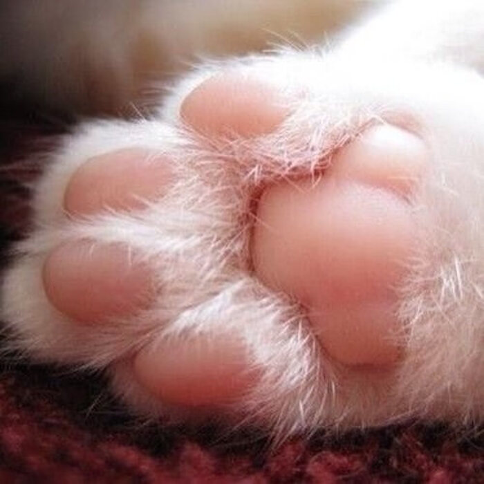 肉球には衝撃を吸収する作用がある