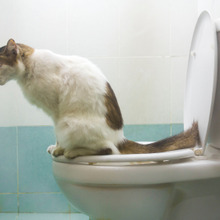 『流せる猫砂』♥猫砂基礎知識とトイレに詰らせないためのコツ~コツ編~