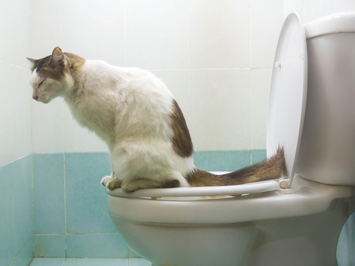 『流せる猫砂』♥猫砂基礎知識とトイレに詰らせないためのコツ~コツ編~