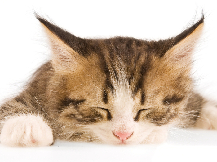 飼い猫が死ぬ夢はラッキー?夢占いで知る猫とあなたの不思議な関係