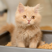 『流せる猫砂』♥猫砂基礎知識とトイレに詰らせないためのコツ~基礎知識編~