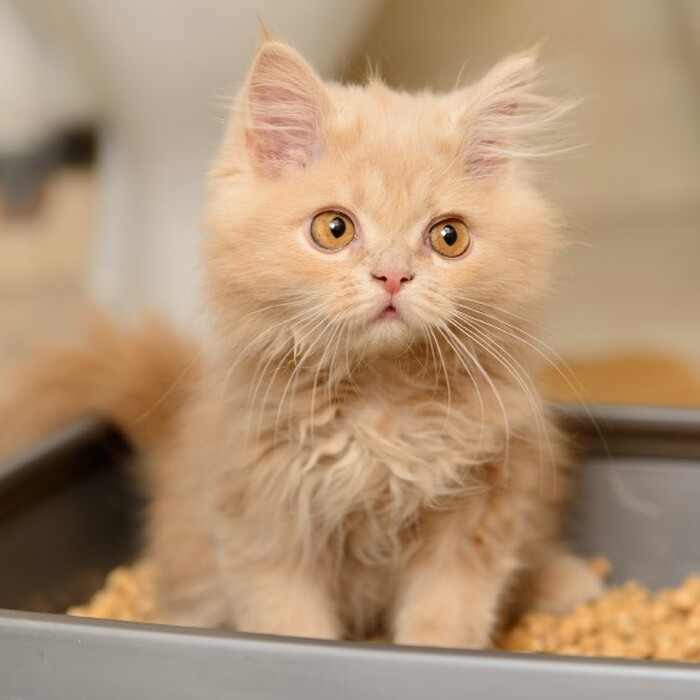 『流せる猫砂』♥猫砂基礎知識とトイレに詰らせないためのコツ~基礎知識編~