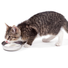 猫がドライフードを食べない時…こんな簡単な裏技があった!