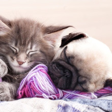 【猫雑貨】今年のヒット商品?ペットに関する面白い雑貨3選♪