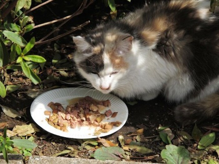 ドライフードを食べない場合の裏技♪