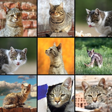 愛猫で切手が作れる!猫好きにたまらないサービスがあった♪