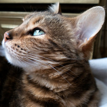 猫の病気で検索ランキング1位は『目やに』まずはココをチェック!