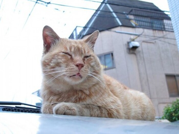 7歳以上の猫のオシッコには加齢臭がある!