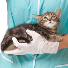 猫様に朗報!猫に優しい「キャットフレンドリークリニック」が増えている