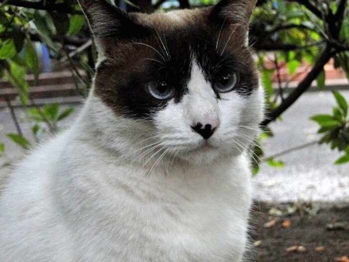 気になる猫の加齢臭、その匂いは?