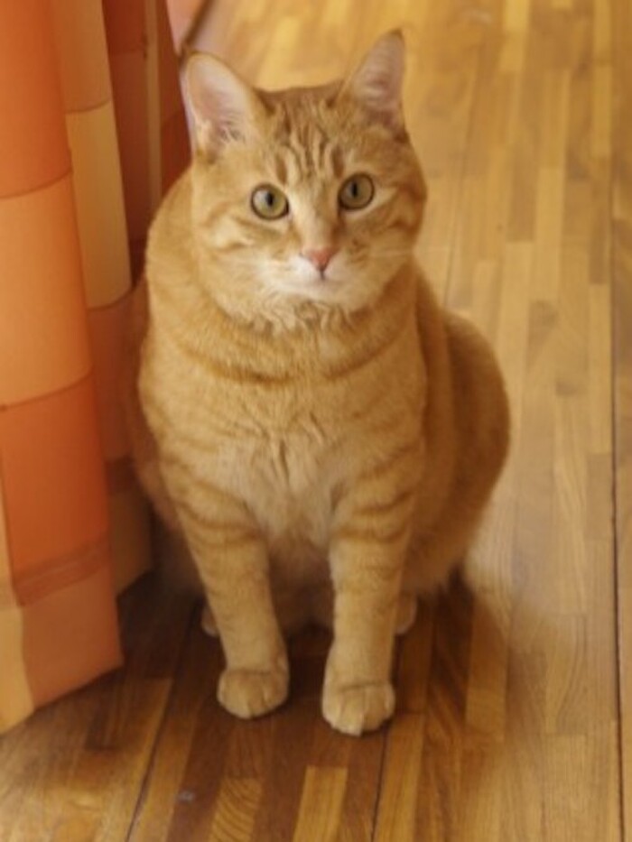 ペットの健康のために心がけていることは?