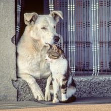 日本のペットの70%が幸せ?日本のペット飼い主はちょっと甘いかも