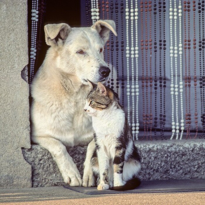 日本のペットの70%が幸せ?日本のペット飼い主はちょっと甘いかも