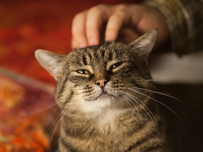 猫のマッサージに最適なのはまさかの○○○○♪これで猫もご機嫌かも