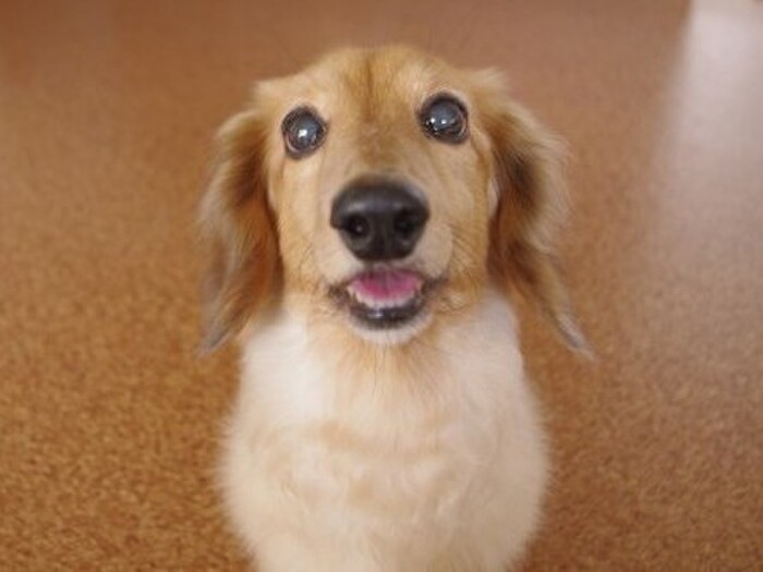 どんな時におやつをあげる?