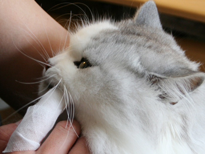 猫は虫歯にならない!