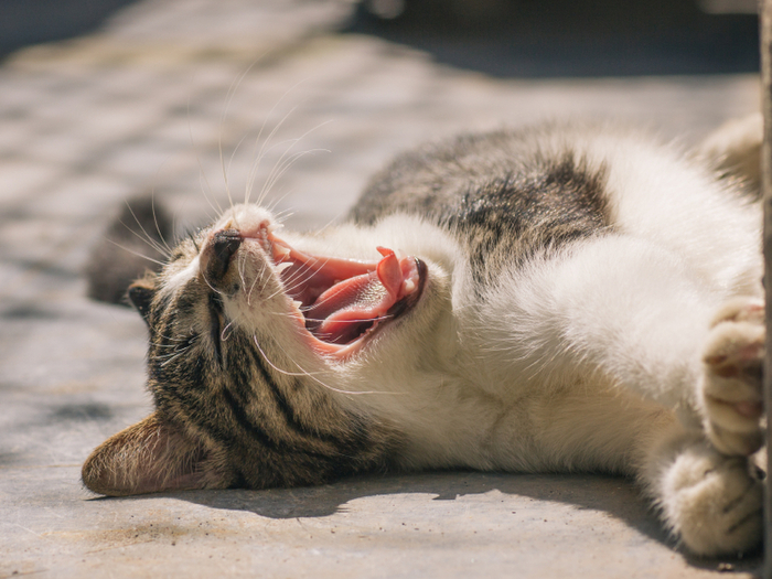 【猫の歯周病】2歳以上の猫はご用心!猫の歯周病の治療は全身麻酔!