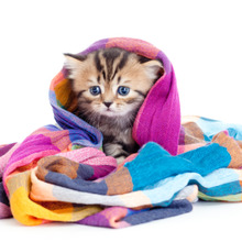 愛猫家必見!年始年末に猫好きにおすすめのやりたいことリスト3選☆