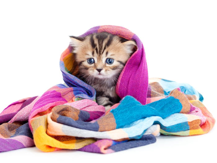 愛猫家必見!年始年末に猫好きにおすすめのやりたいことリスト3選☆