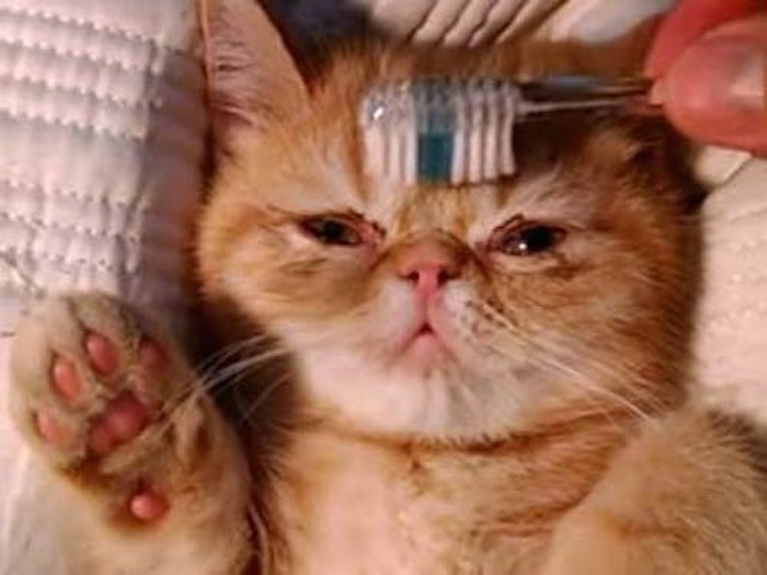 にゃんこが喜ぶ♪歯ブラシマッサージ