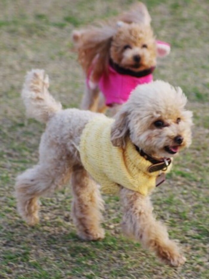 ペットと1日に遊ぶ時間はどれくらい?