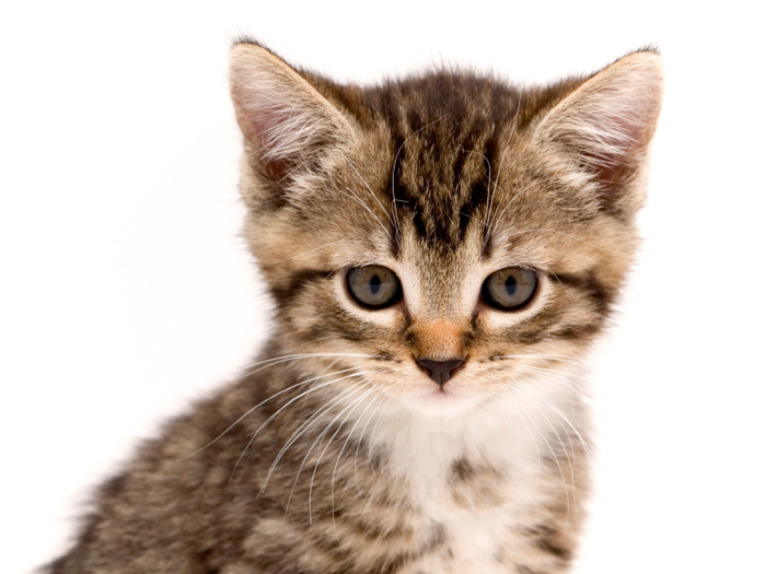 飼い主の喫煙は猫の寿命を縮める!癌のリスクは2.4倍になるらしい