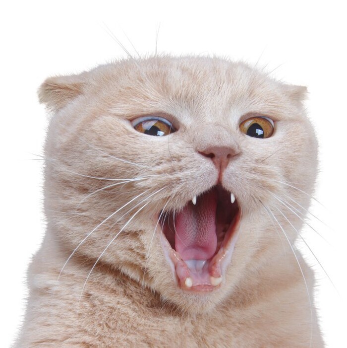 猫にも「加齢臭」がある?猫の臭いおしっこの原因は老化かも…。