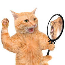 やっぱり犬が好き?実は猫のココが苦手だという理由5選