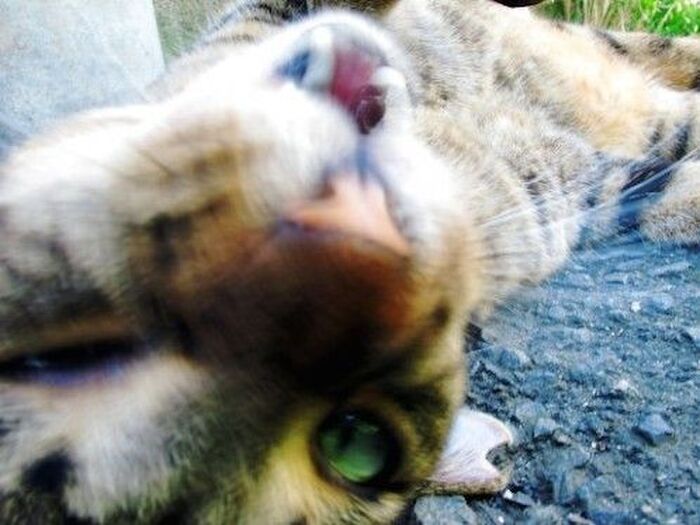 性格がツンデレ