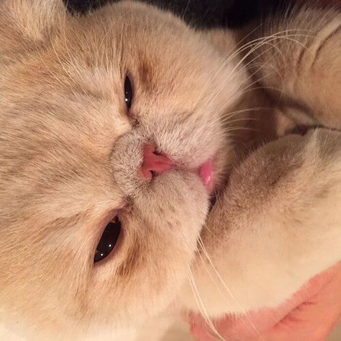 オトナ女子、ちくわのモデル猫マッシュが可愛すぎる