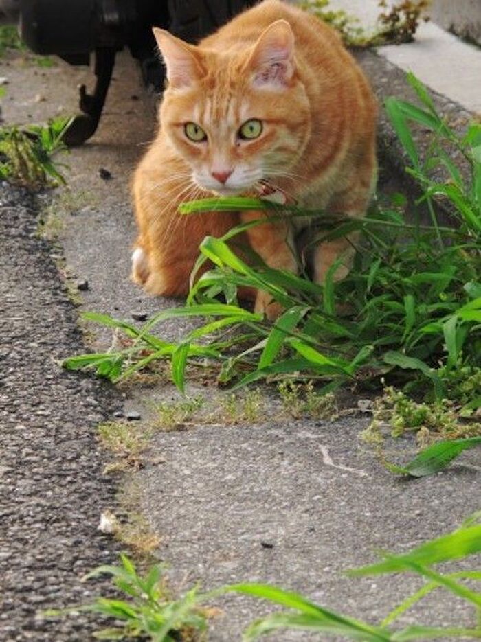 猫は警戒心が強い