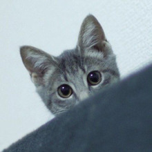 今年も大人気☆テレビや映画で大活躍の猫タレントの記事のまとめ