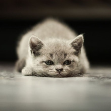 猫のしつけに迷ったら?参考にしたい「しつけ」の記事のまとめ