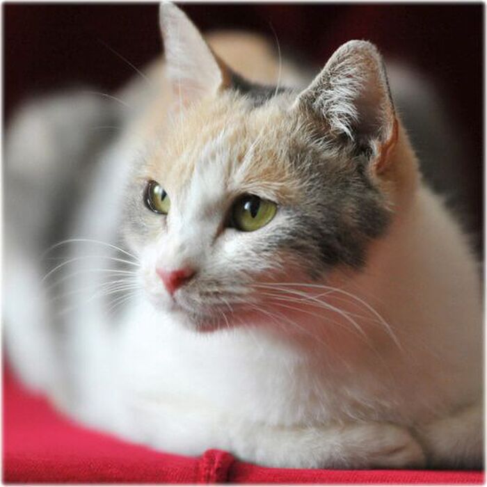 「先生と迷い猫」主役猫ミィちゃんに迫るにゃん♪