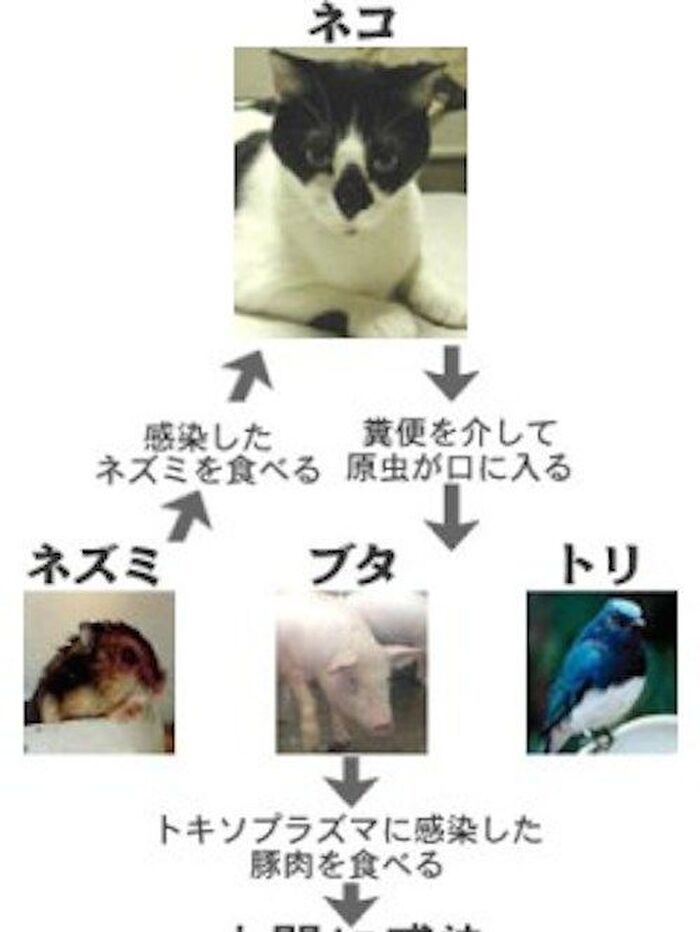 トキソプラズマ症にだけは気をつけよう!
