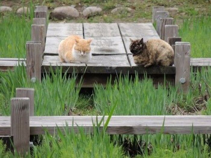 猫の恋愛は年に2回