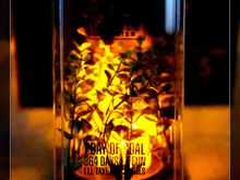 100均ディスプレイケースで作るテラリウム風ライト!