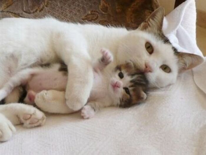 猫は親子関係で育つ