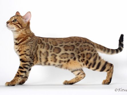人工的に作られた猫ーベンガル