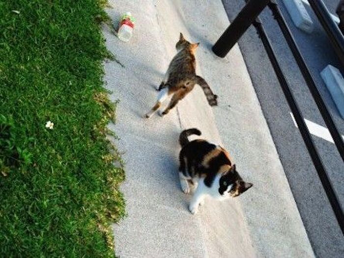 猫の恋愛は粘り勝ち