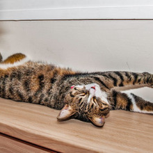 これでネコの行動が理解出来る♪ネコスイッチはこの4つ!