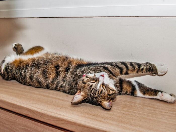 これでネコの行動が理解出来る♪ネコスイッチはこの4つ!