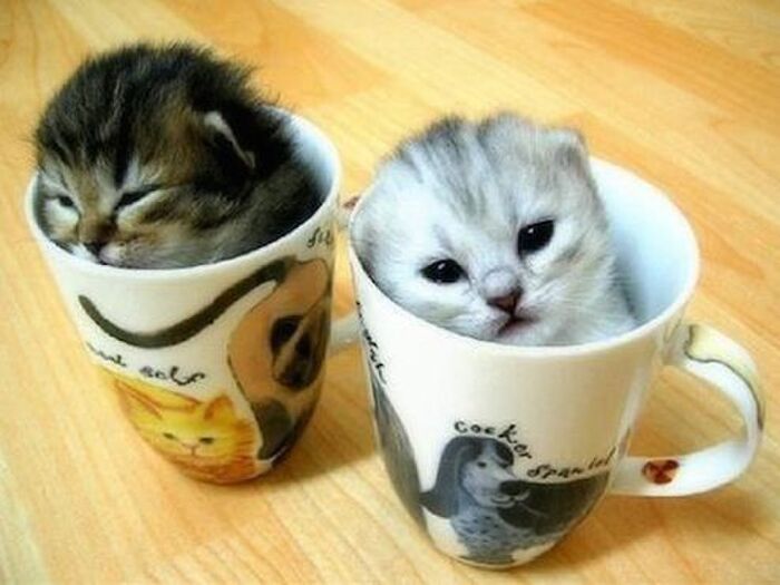 猫スイッチ④仔猫スイッチ