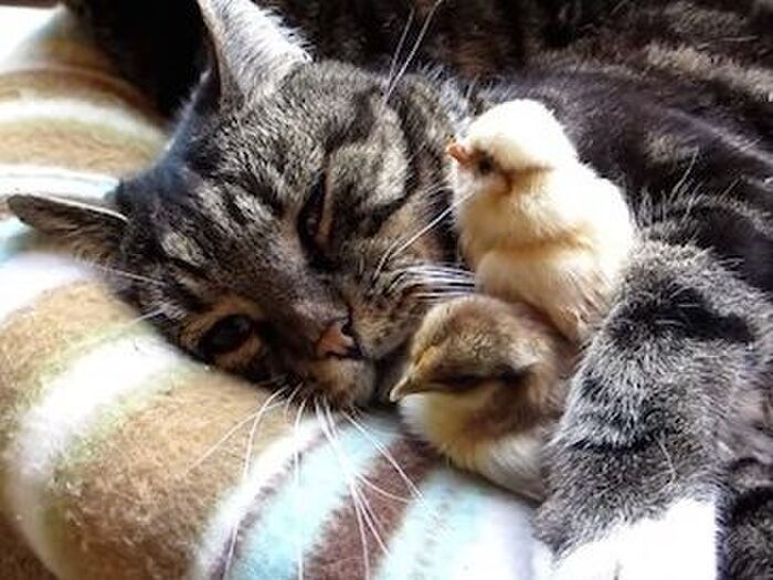 ネコスイッチ③親猫スイッチ