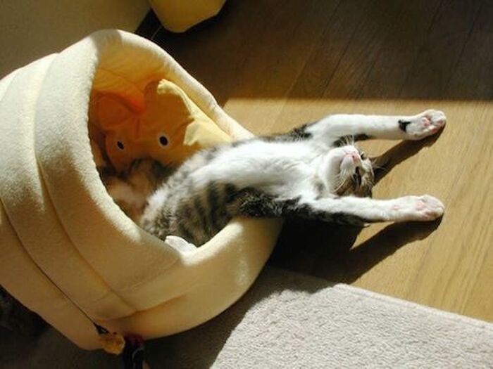 ネコスイッチ②ペットスイッチ