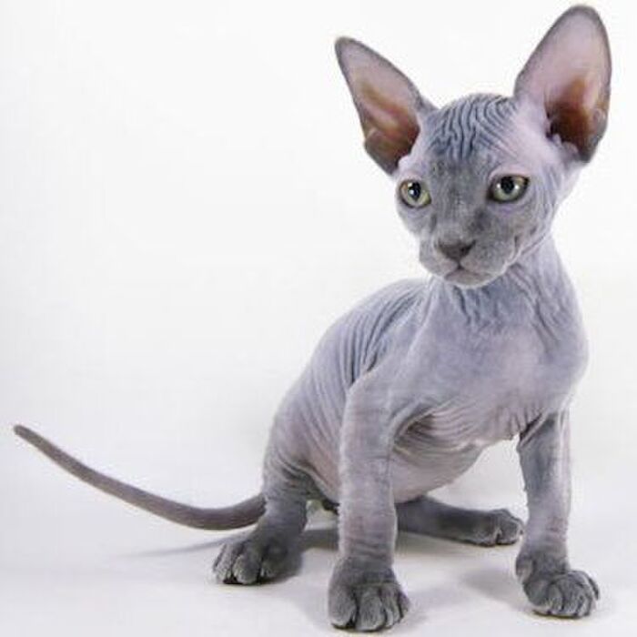 スフィンクスなのに毛が生えて来た